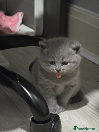 British Shorthair cats Beautiful GCCF register BSH and BLH - Advert 3