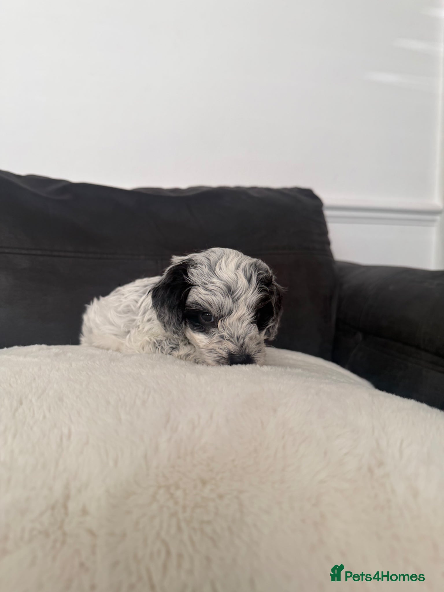 Mixed Breed dogs for sale: Jackapoo Puppies - Advert 19