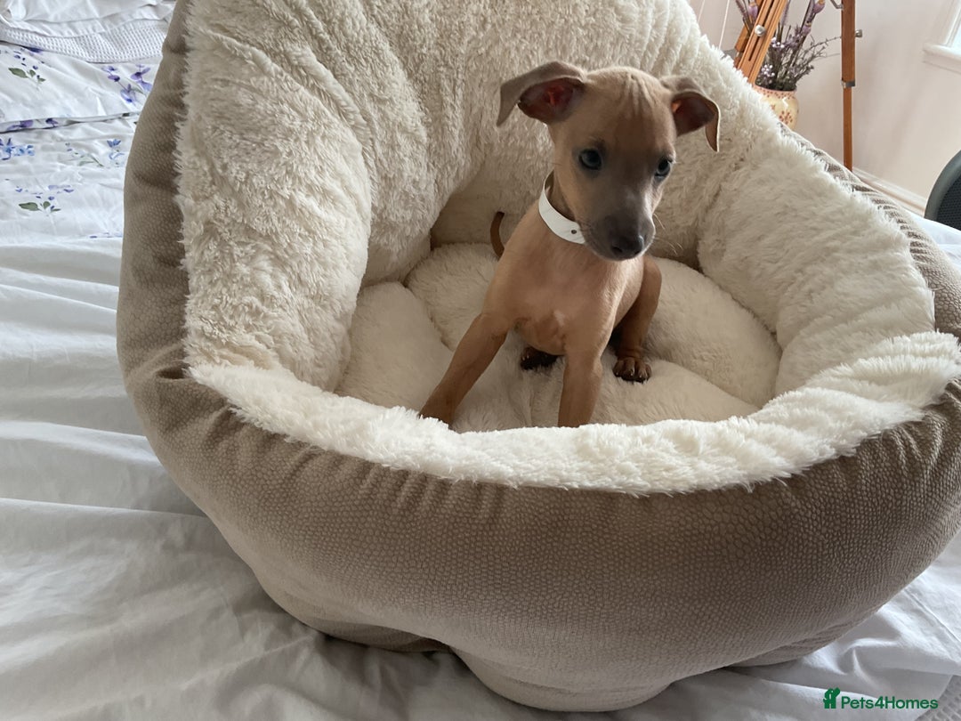 Italian Greyhound dogs for sale:  Beautiful Italian greyhound puppies  - Image 22