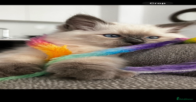 Ragdoll cats - Advert 14