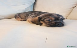Mixed Breed dogs for sale: Dachshund cross puppies - Image 1