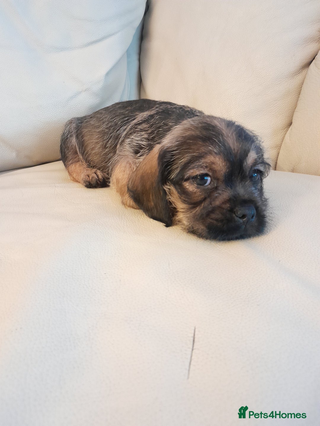 Mixed Breed dogs for sale: Dachshund cross puppies - Image 1