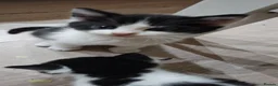 Mixed Breed cats for sale: 2 different litters, tiny kittens  - Advert 21