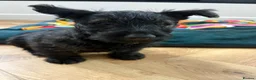 Scottish Terrier dogs for sale: Scottish terrier 1  Brindle boy ready to go  - Advert 3