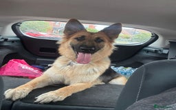 German Shepherd dogs for sale: Stunning long  German Shepherd puppies gsd pups  - Image 24