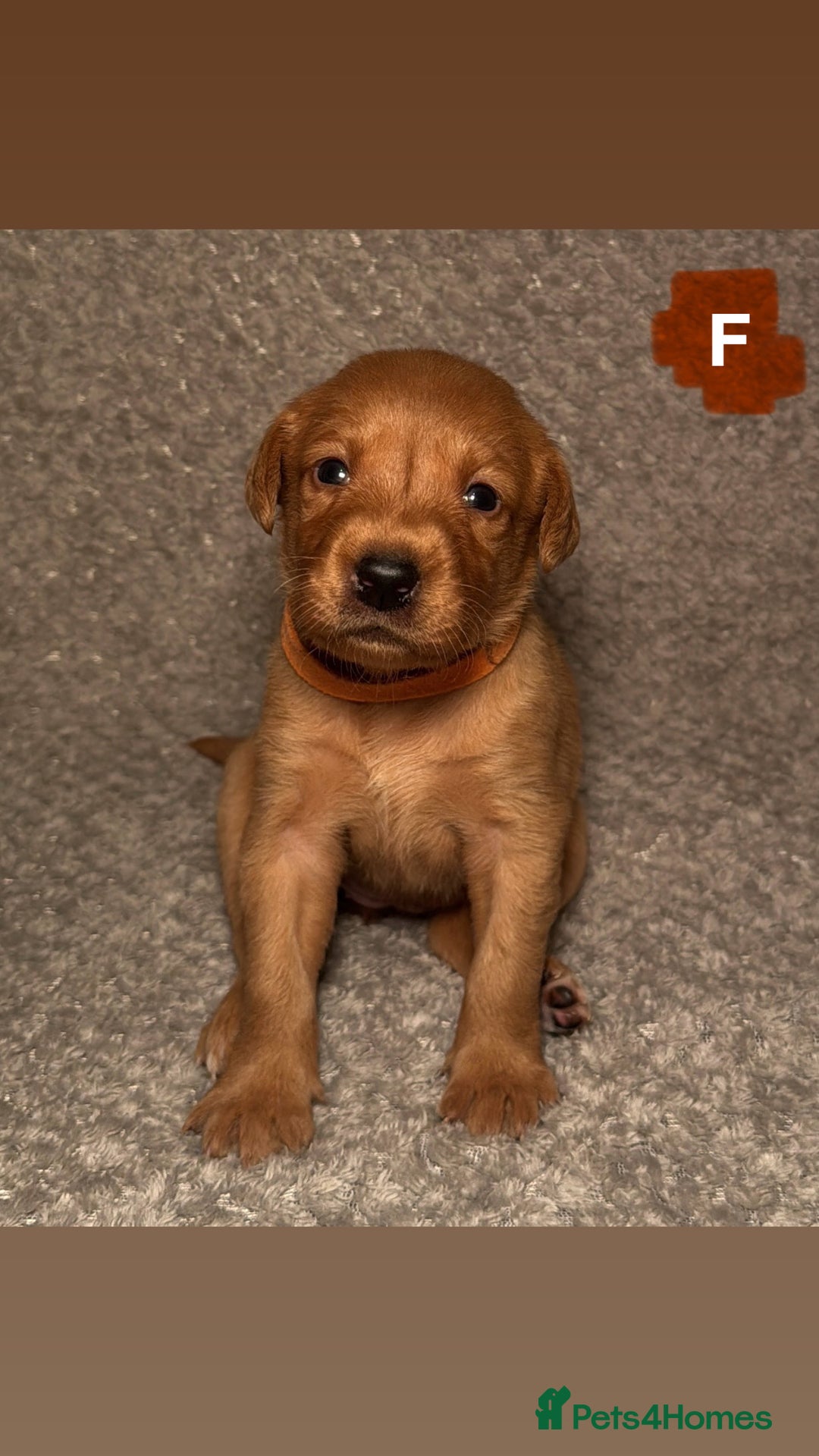 Labrador Retriever dogs for sale: Labrador Retriever Puppies - Raised in Family Home - Advert 36