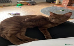 Bengal cats for sale: Female bengal - Image 2