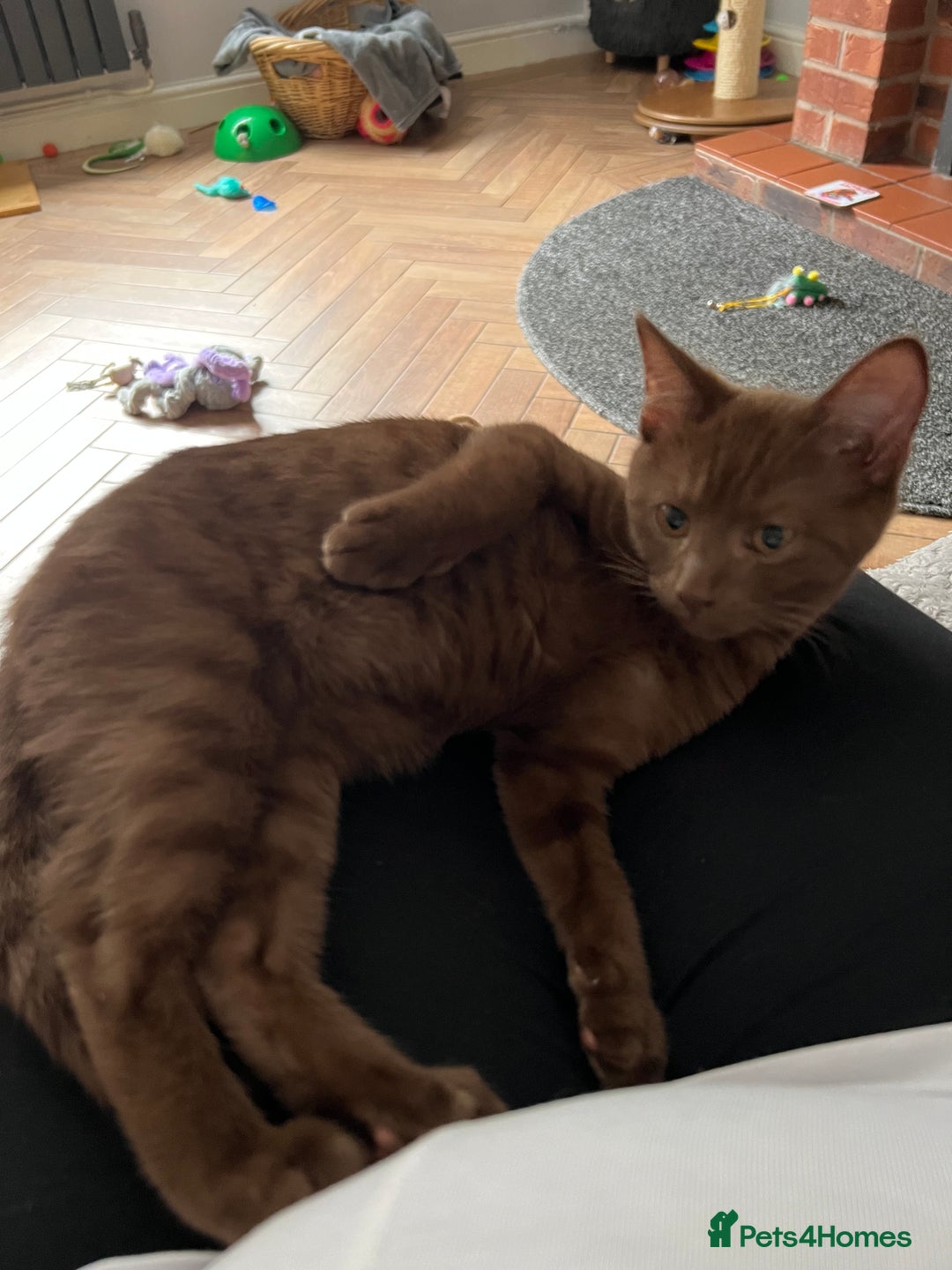 Bengal cats for sale: Female bengal - Image 2