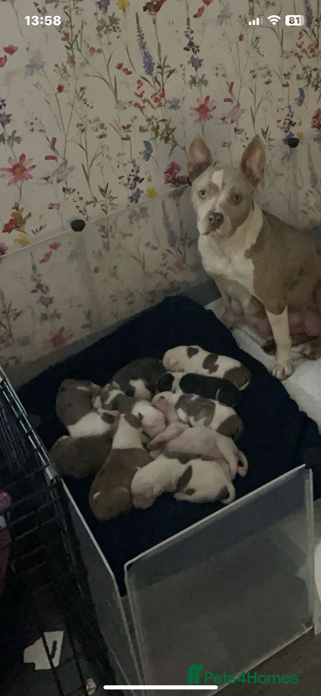 Mixed Breed dogs for sale: American bulldog cross  - Image 1
