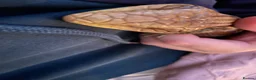 Skink reptiles for sale: Ernie the Blue tongued skink  - Advert 19