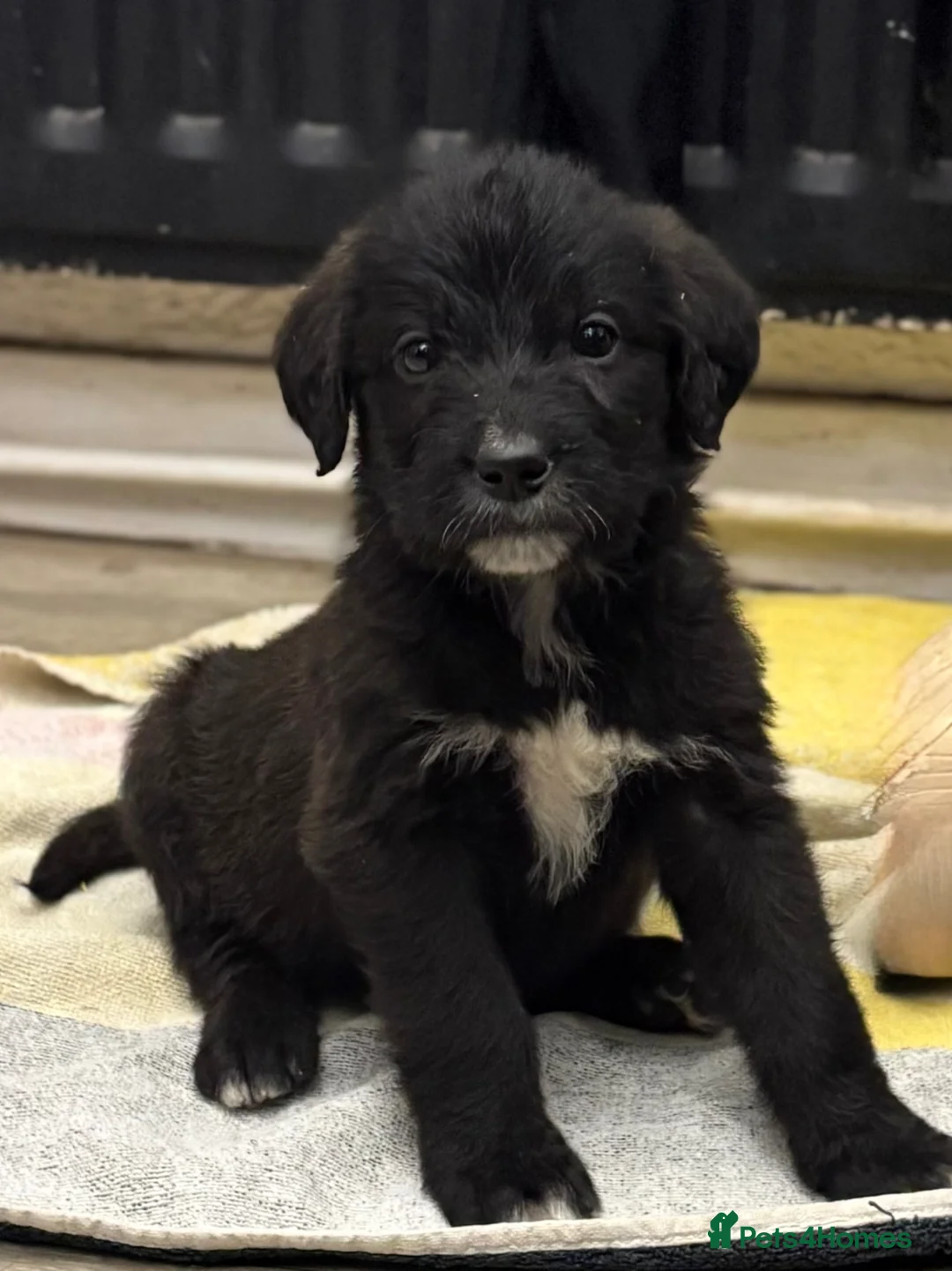 Mixed Breed dogs for sale: F1 Saint Berdoodle Pups - Advert 1
