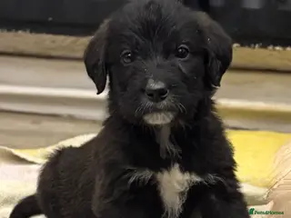 Mixed Breed dogs for sale: F1 Saint Berdoodle Pups Ready Now - Advert 3