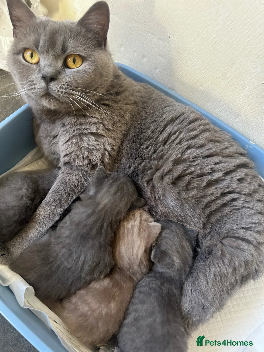 British Shorthair cats for sale: Fluffy British shorthair kittens  - Advert 3