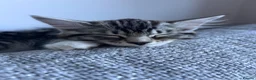Mixed Breed cats for sale: 4 month boy kitten for sale  - Advert 5