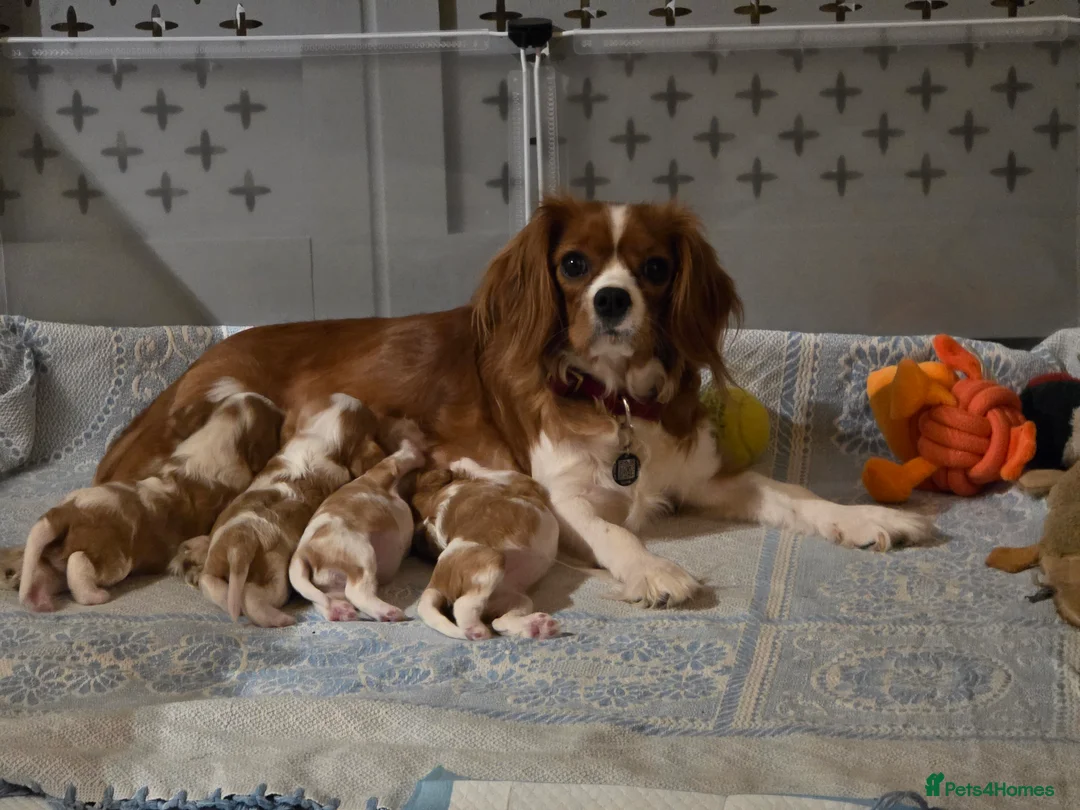 Cavalier King Charles Spaniel dogs for sale: King Charles Cavalier - Lady's first litter kc reg - Advert 1