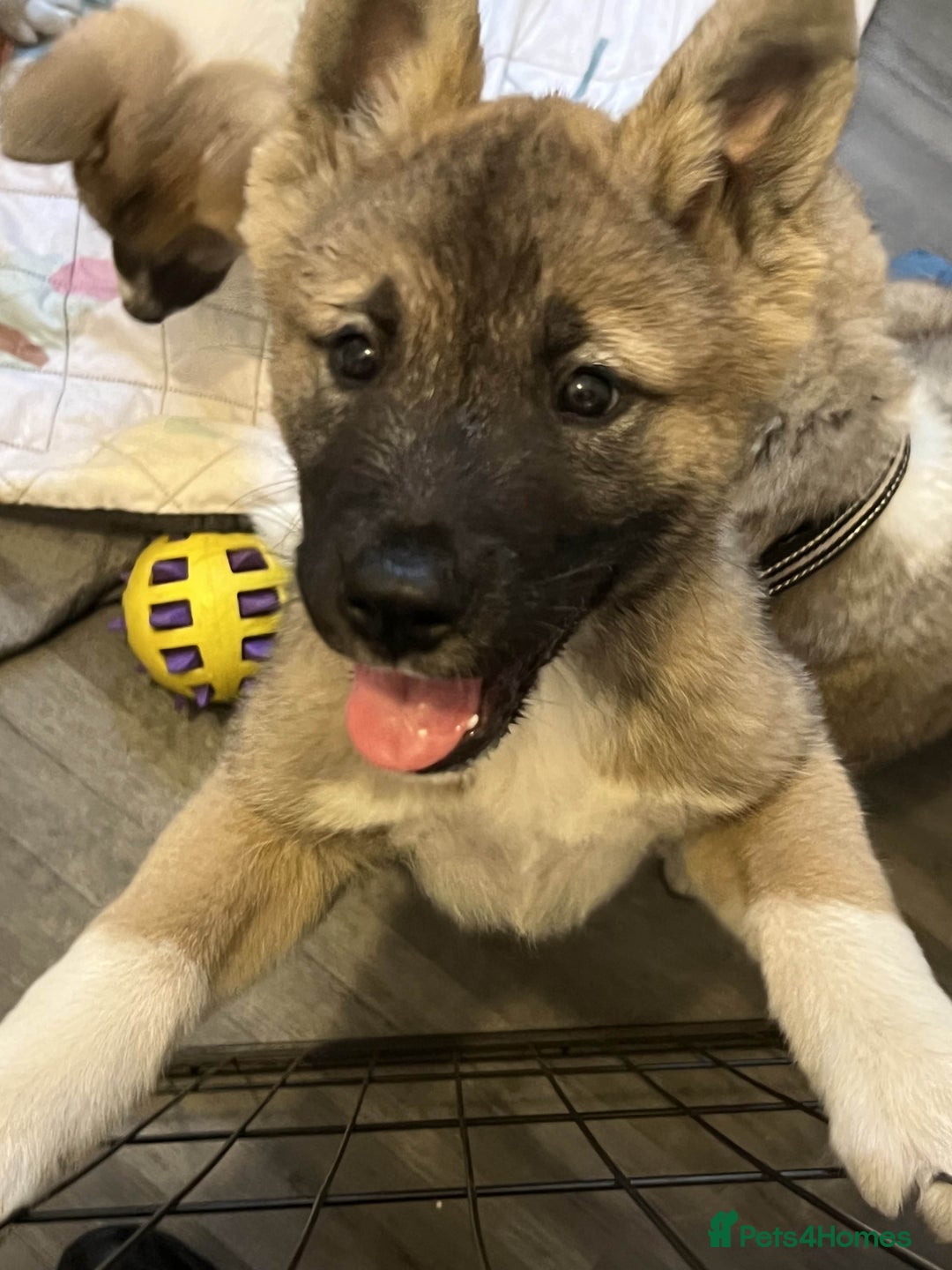 Akita dogs for sale: Ready Now! American Akita Puppies in Liverpool - Image 6