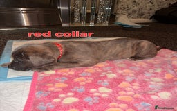 Cane Corso dogs for sale: 4 girls left *PRICE REDUCED* - Image 12