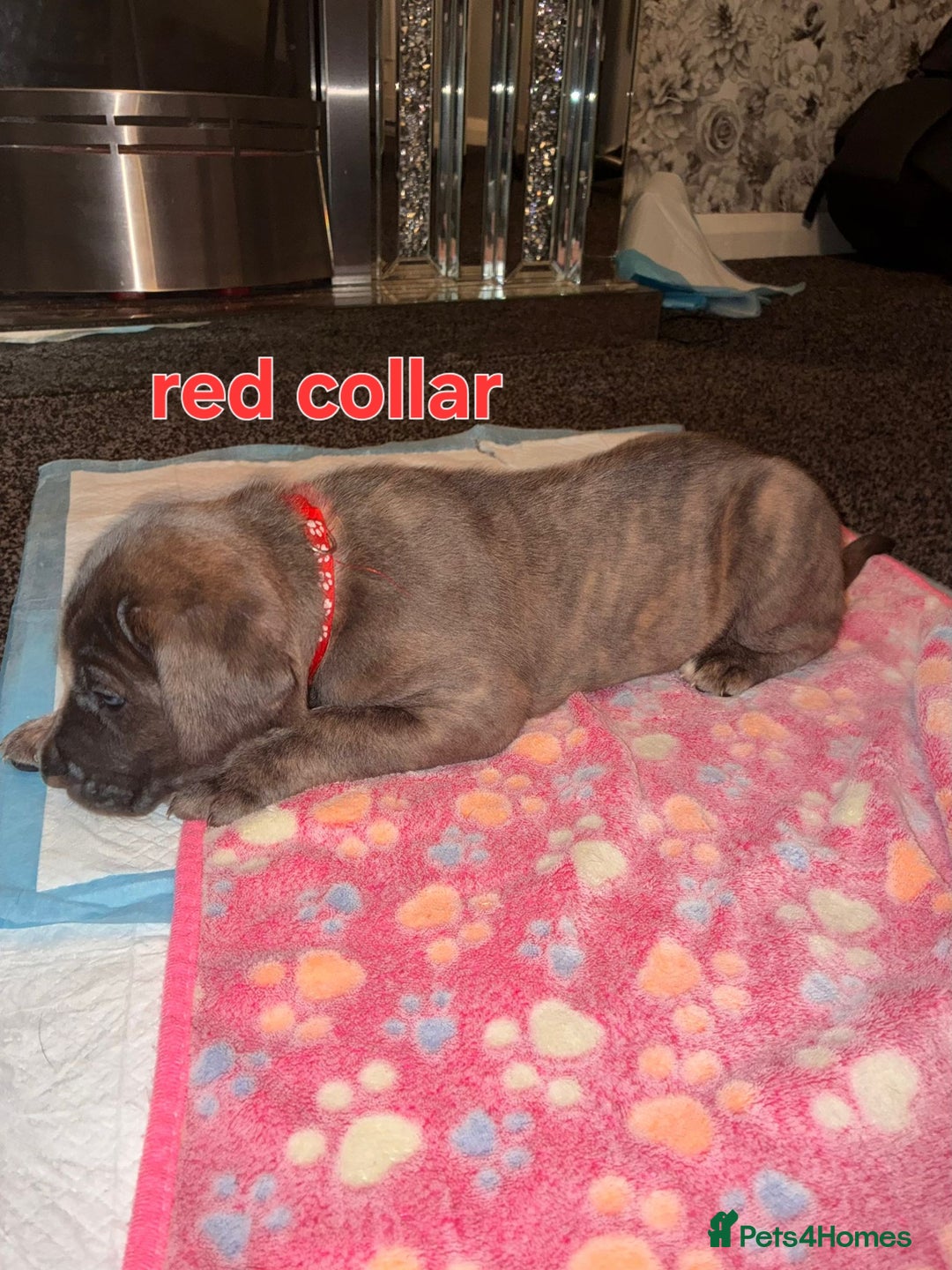 Cane Corso dogs for sale: 4 girls left *PRICE REDUCED* - Image 12