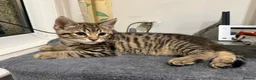 Mixed Breed cats for sale: 2 Cute Tabby Kittens Looking for a Loving Home  - Advert 5