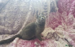 Russian Blue cats for sale: **TICA full pedigree Russian Blue kittens - Image 22