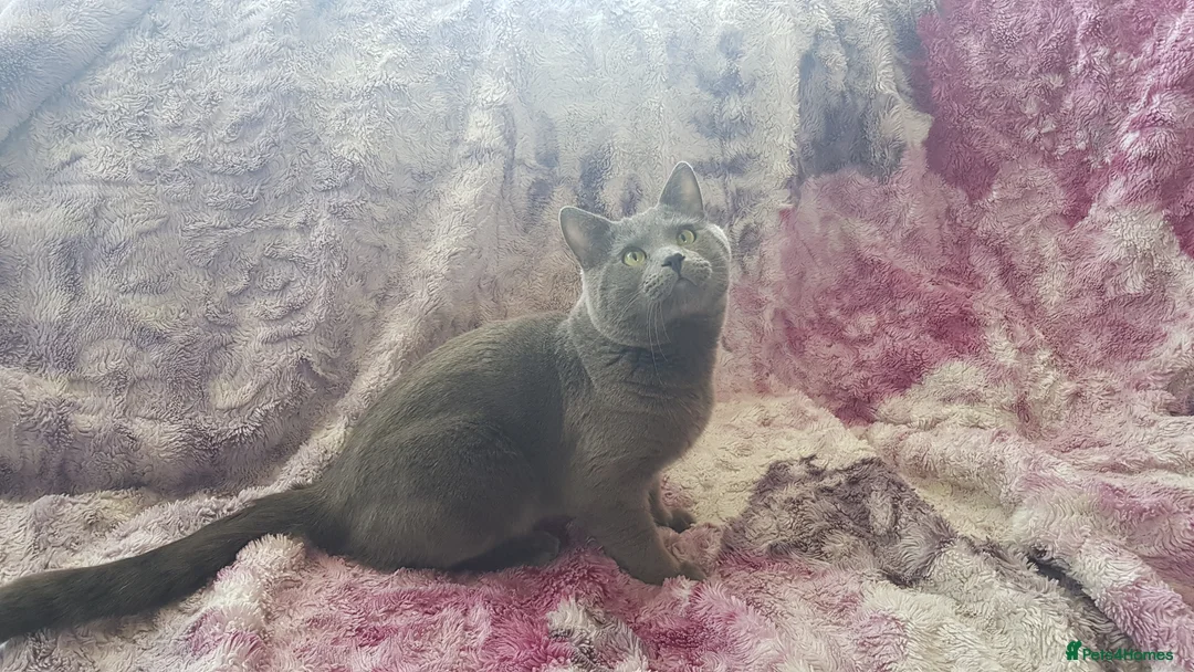Russian Blue cats for sale: **TICA full pedigree Russian Blue kittens - Advert 39