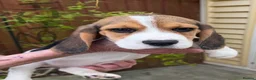 Beagle dogs for sale: HOME BRED KC REG PUPPIES  - Advert 3