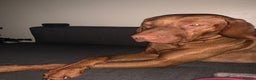 Hungarian Vizsla dogs for stud: Danko is Ready to Meet New Girlfriends. - Advert 3