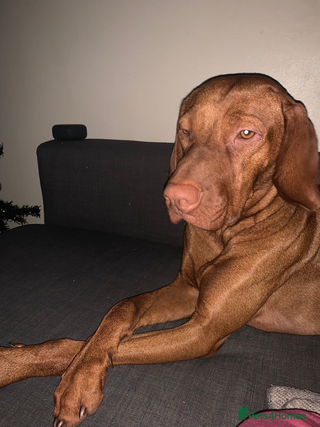 Hungarian Vizsla dogs for stud: Danko is Ready to Meet New Girlfriends. - Advert 3