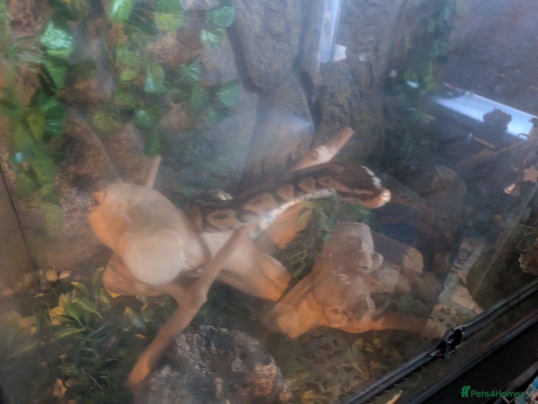 Python Snake reptiles for sale: Female royal morph pastel python - Advert 3