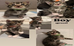 Bengal cats for sale: 6 bengal kittens - Image 4