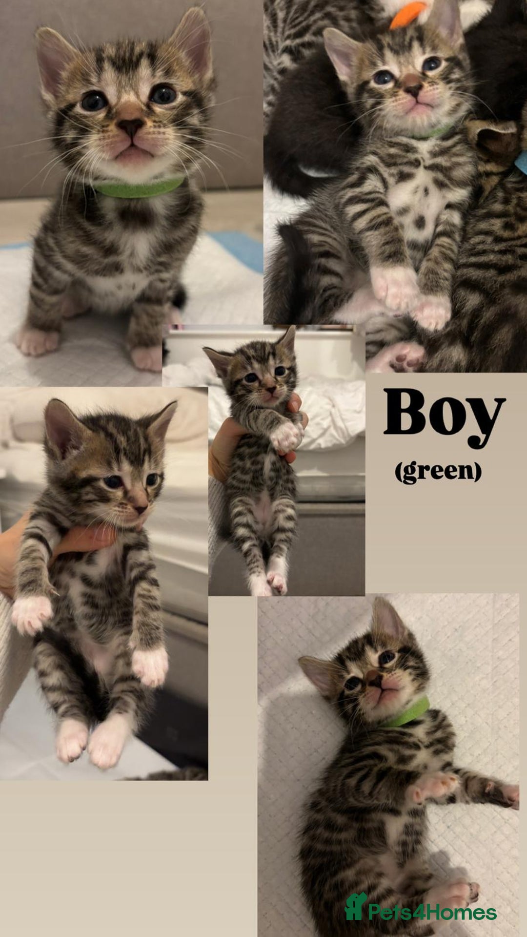 Bengal cats for sale: 6 bengal kittens - Image 4