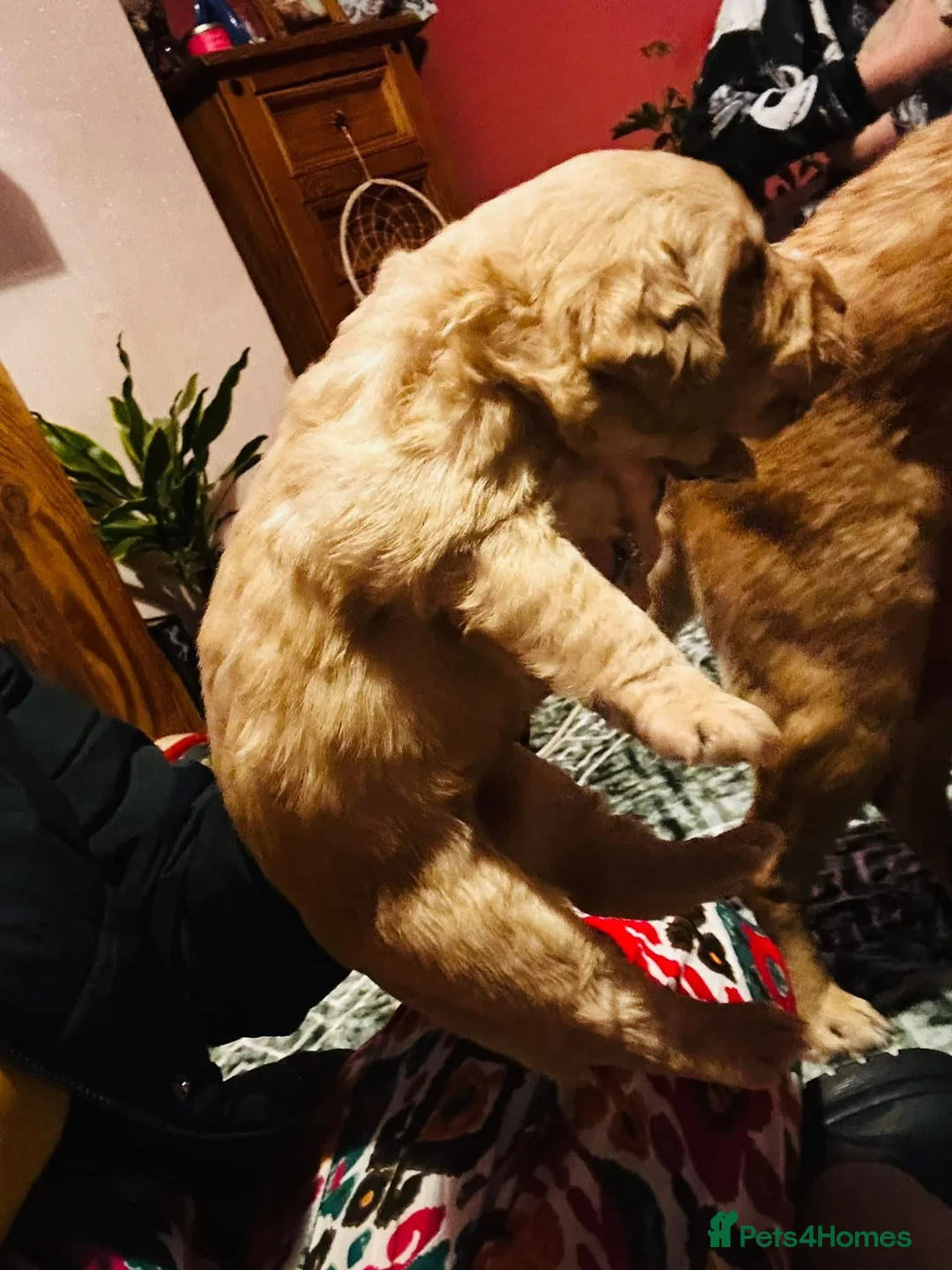 Mixed Breed dogs for sale: 9 Beautiful Puppies for sale - Advert 16