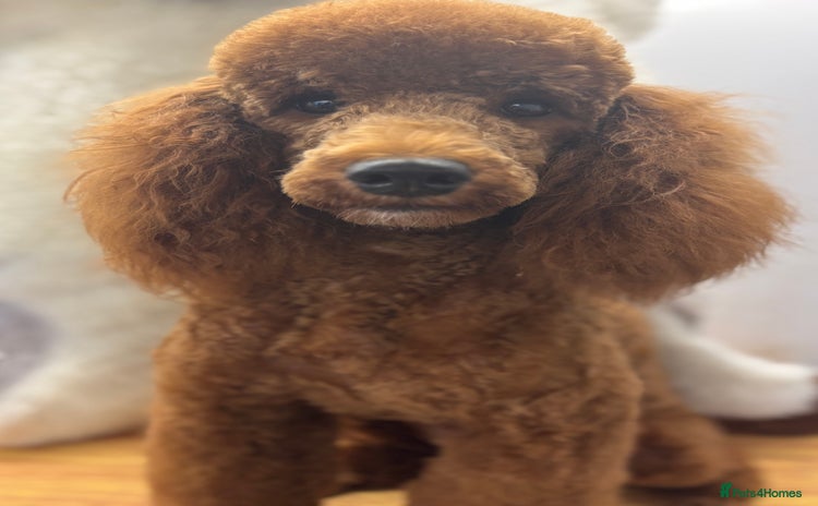 Miniature Poodle dogs - Advert 3