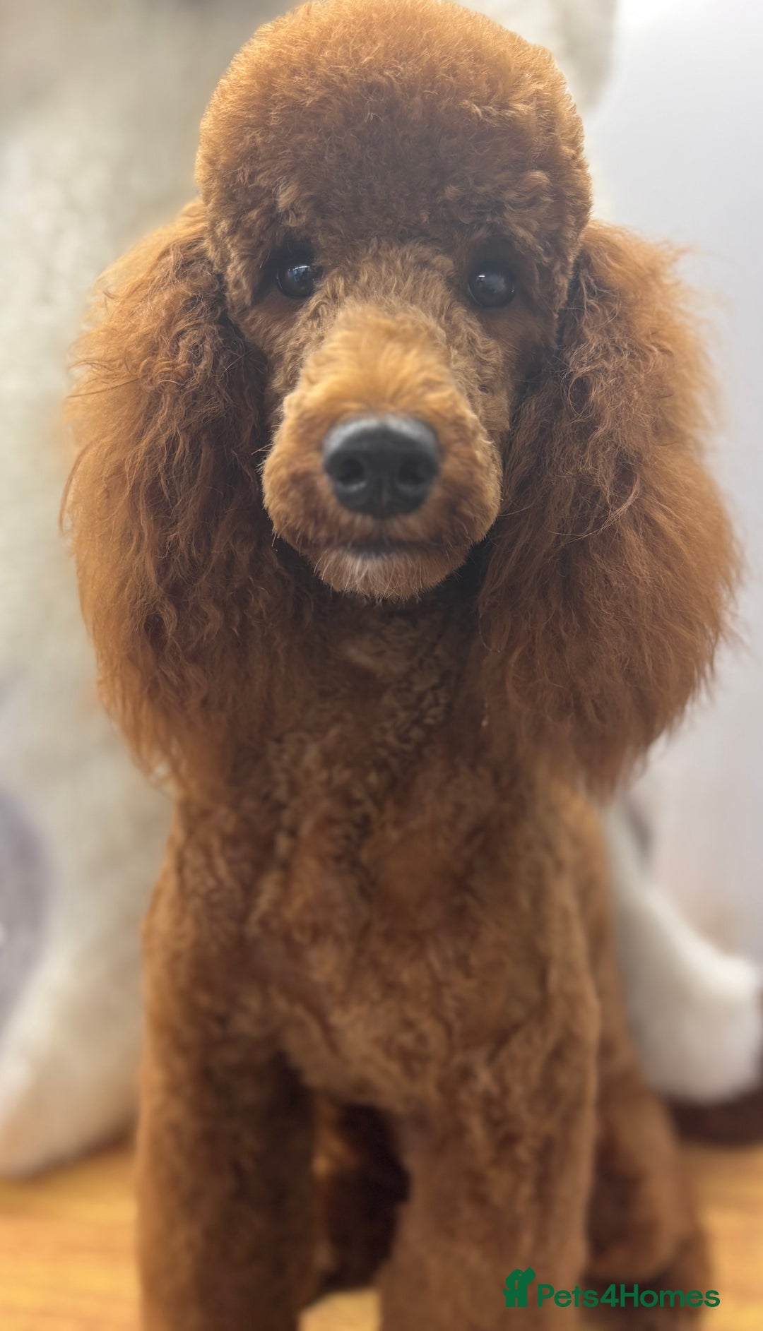 Miniature Poodle dogs for sale: Beautiful deep red  - Image 1