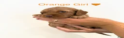 Cockapoo dogs for sale: 🐶 Beautiful Cockapoo Puppies ❤️ in Swadlincote - Advert 18