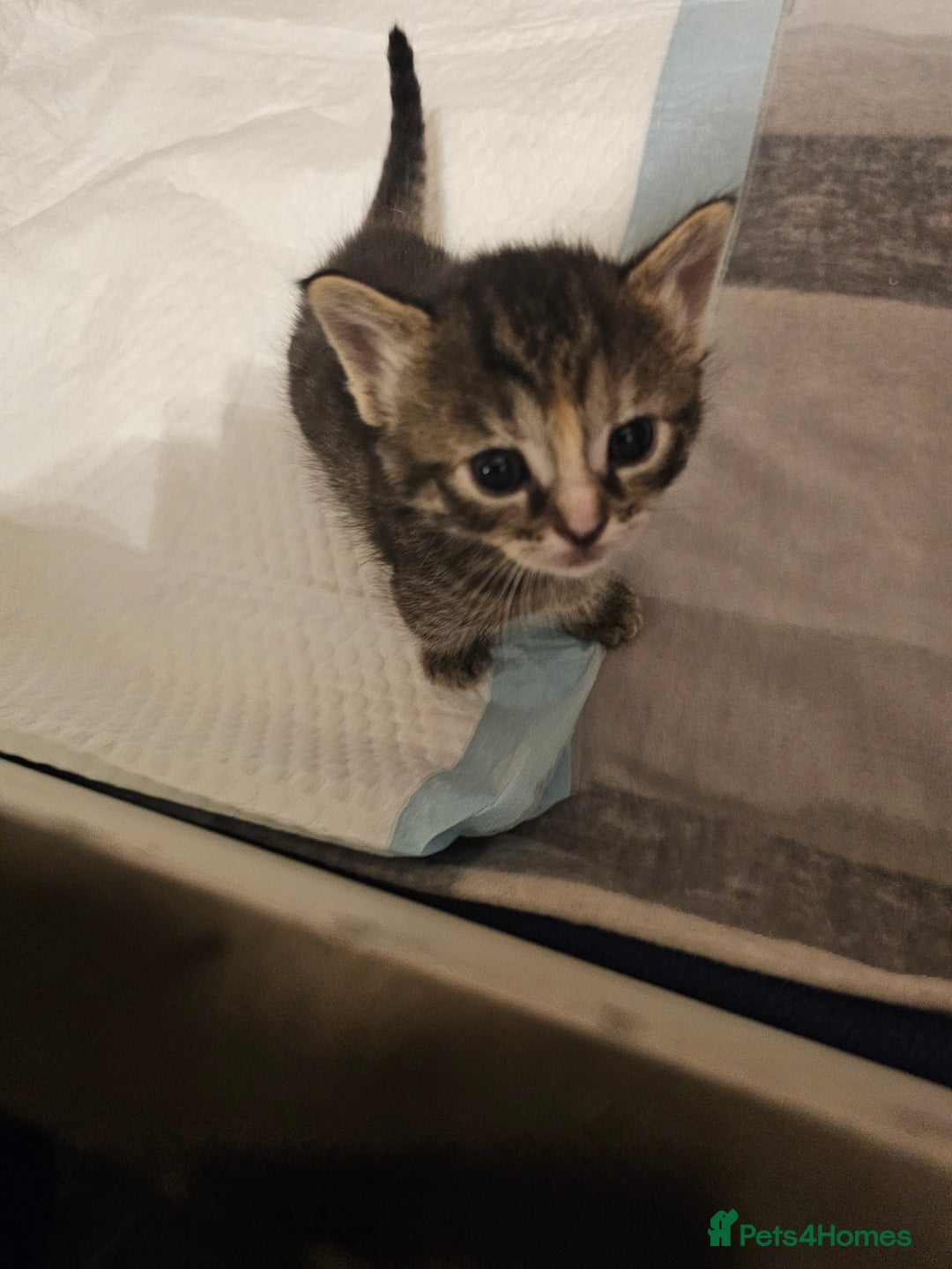 Mixed Breed cats for sale: Mixed breed kittens. Ready to be re-homed in Feb. - Advert 6