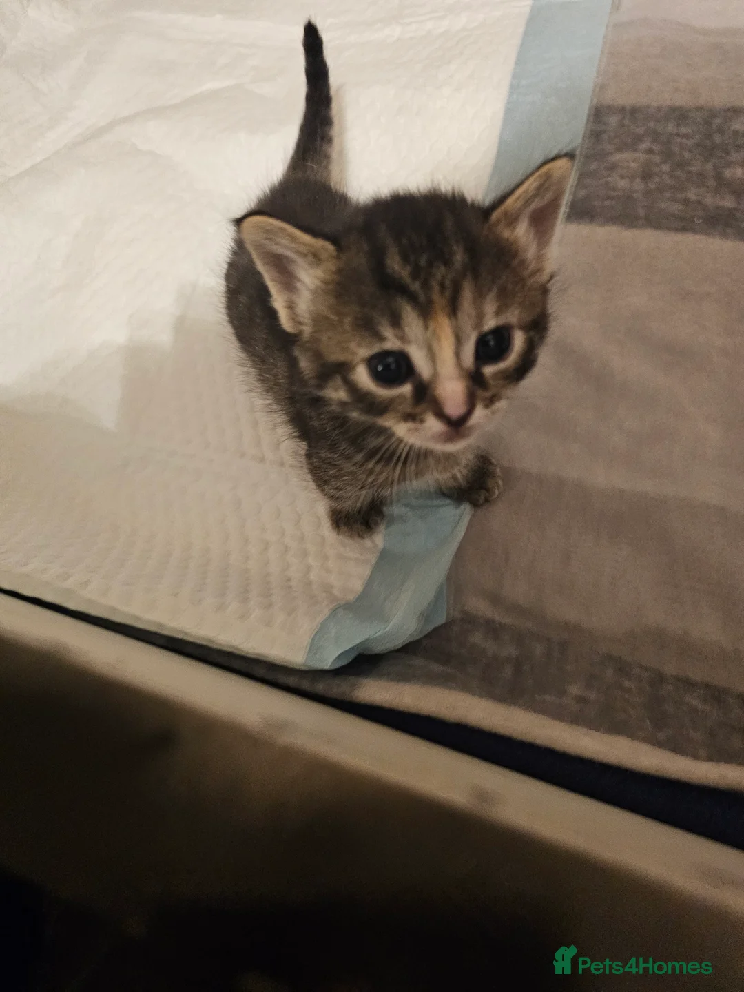 Mixed Breed cats for sale: Mixed breed kittens. Ready to be re-homed in Feb. - Advert 6