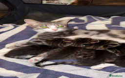 Mixed Breed cats for sale: 15/15 week old kitten  - Image 7