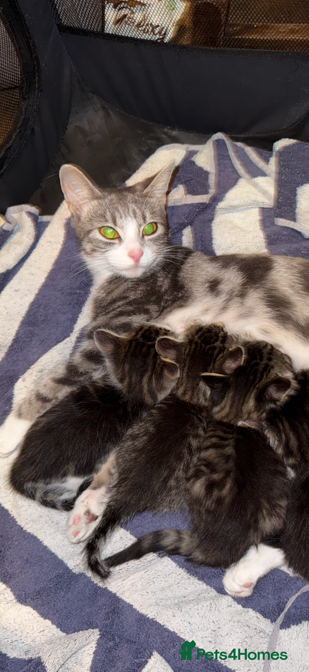 Mixed Breed cats for sale: 15/15 week old kitten  - Image 7
