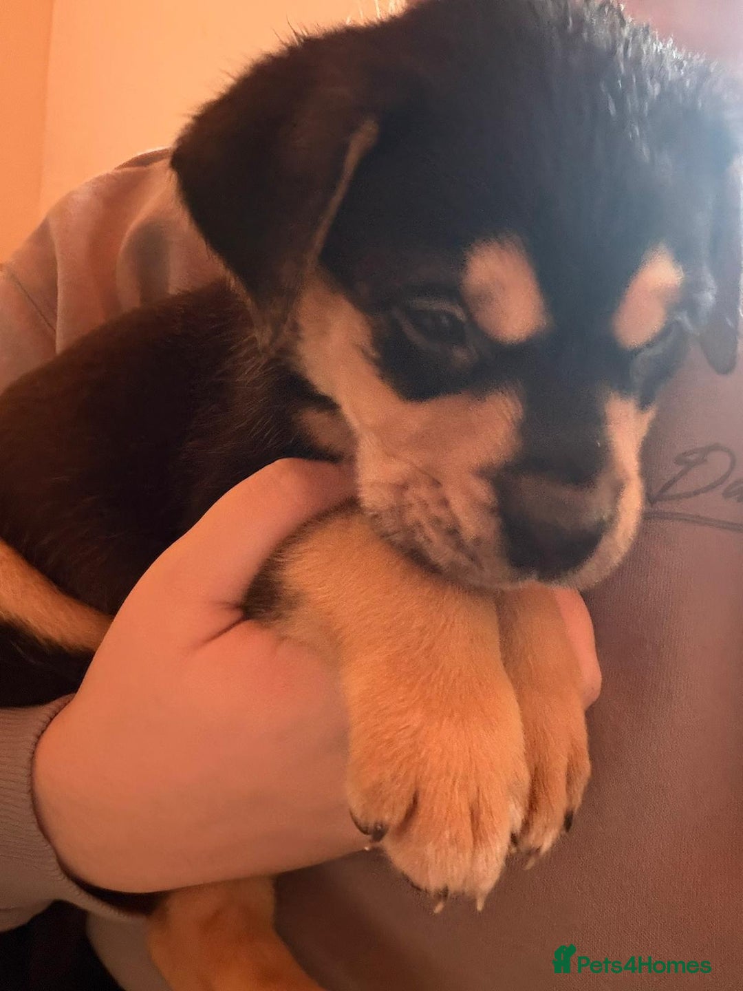 Mixed Breed dogs for sale: Puppies for sale - Advert 17