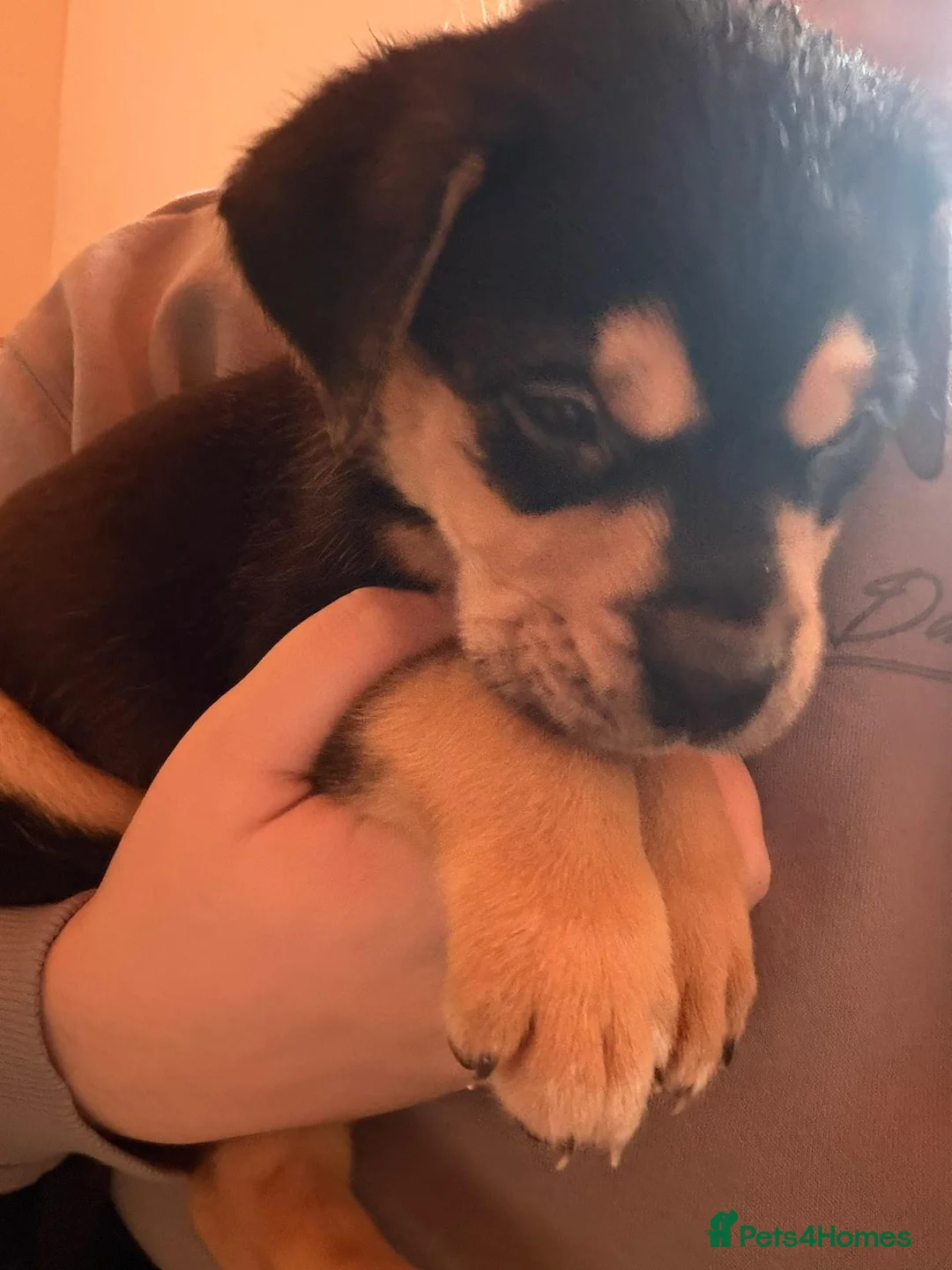 Mixed Breed dogs for sale: Needing forever homes! - Advert 1