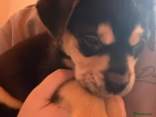 Mixed Breed dogs Needing forever homes! - Advert 5