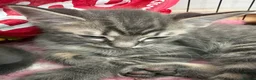 Maine Coon cats for sale: Maine coon x ragdoll - Advert 12