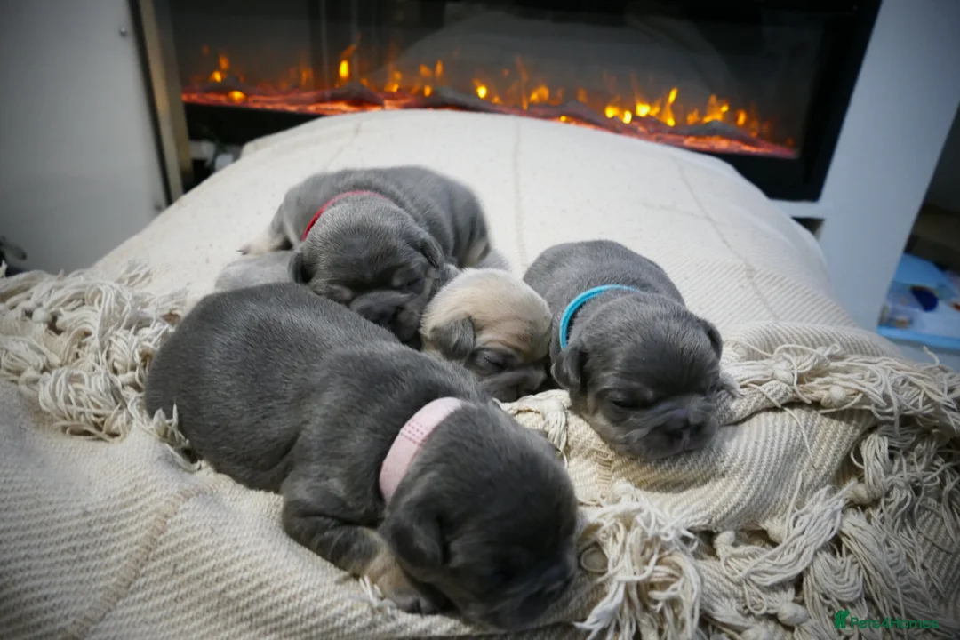 French Bulldog dogs for sale: 🔥 Exceptional Quality Puppies 🔥 - Advert 8