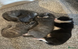 Maine Coon cats for sale: Beautiful mainecoon crosses - Advert 11