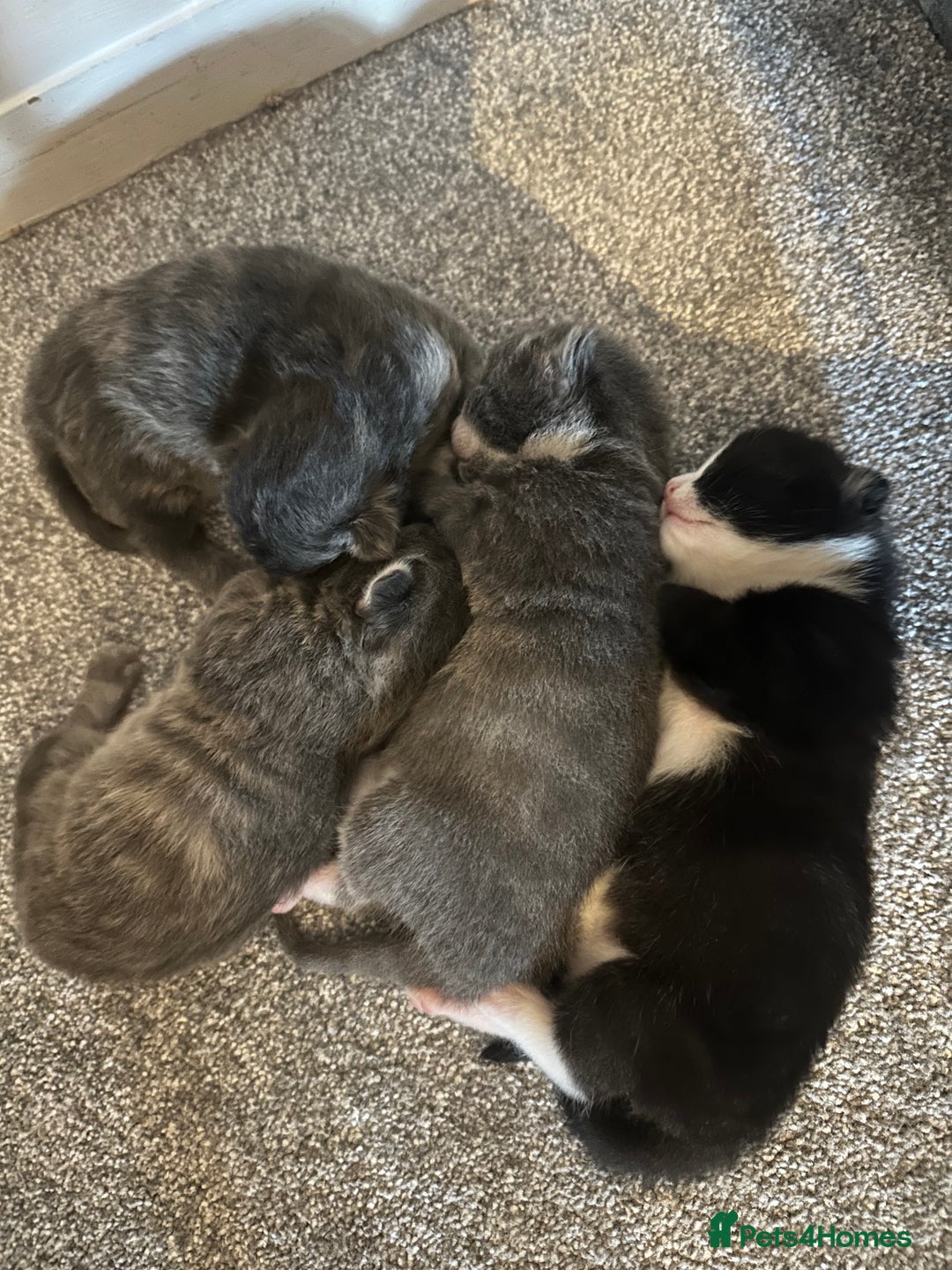 Maine Coon cats for sale: Beautiful mainecoon crosses - Advert 11