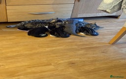 Domestic Shorthair cats for sale: 🤩🤩 6 beautiful babies 🤩🤩 - Image 21