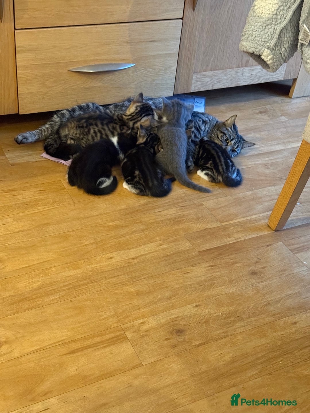 Domestic Shorthair cats for sale: 🤩🤩 6 beautiful babies 🤩🤩 - Image 21