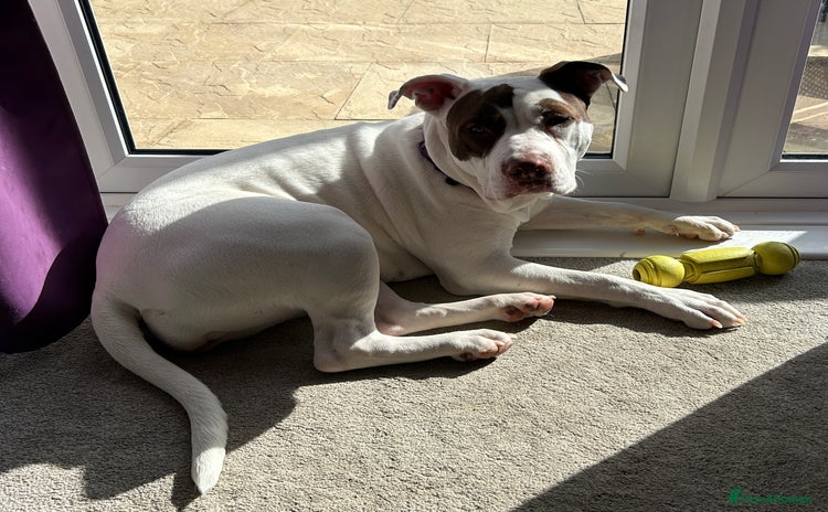 American Bulldog dogs - Advert 1