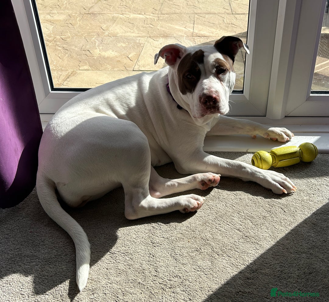 American Bulldog dogs for sale: FOR SALE - Image 1